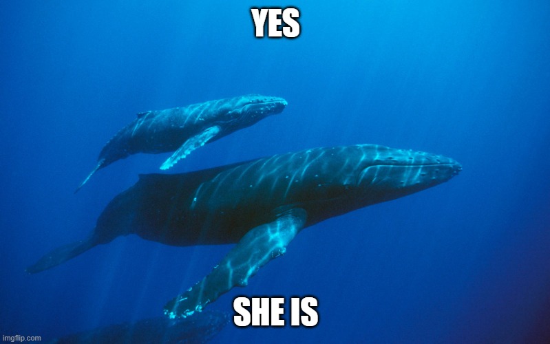 Baby Blue Whale | YES SHE IS | image tagged in baby blue whale | made w/ Imgflip meme maker