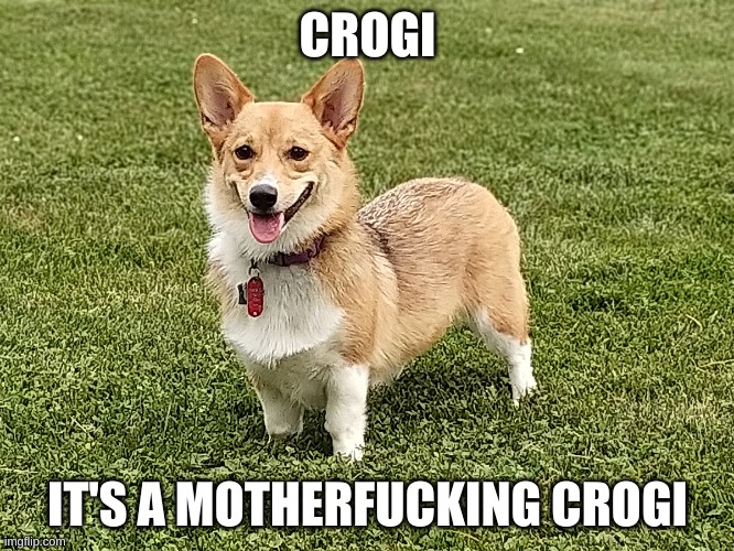 Crogi | CROGI; IT'S A MOTHERFUCKING CROGI | image tagged in corgi,misspelled,dogs | made w/ Imgflip meme maker