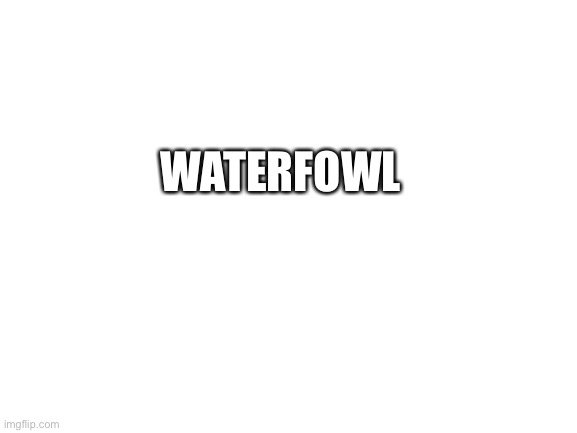 Waterfowl | WATERFOWL | image tagged in blank white template | made w/ Imgflip meme maker