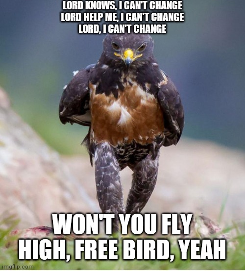Wondering Wandering Falcon | LORD KNOWS, I CAN'T CHANGE
LORD HELP ME, I CAN'T CHANGE
LORD, I CAN'T CHANGE WON'T YOU FLY HIGH, FREE BIRD, YEAH | image tagged in wondering wandering falcon | made w/ Imgflip meme maker