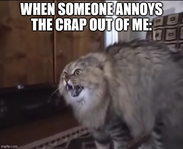Hissing cat | WHEN SOMEONE ANNOYS THE CRAP OUT OF ME: | image tagged in hissing cat | made w/ Imgflip meme maker