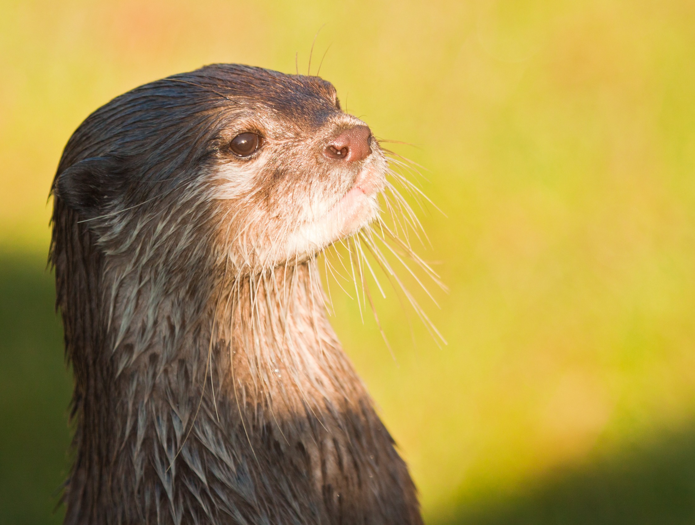 High Quality Getting otter Blank Meme Template