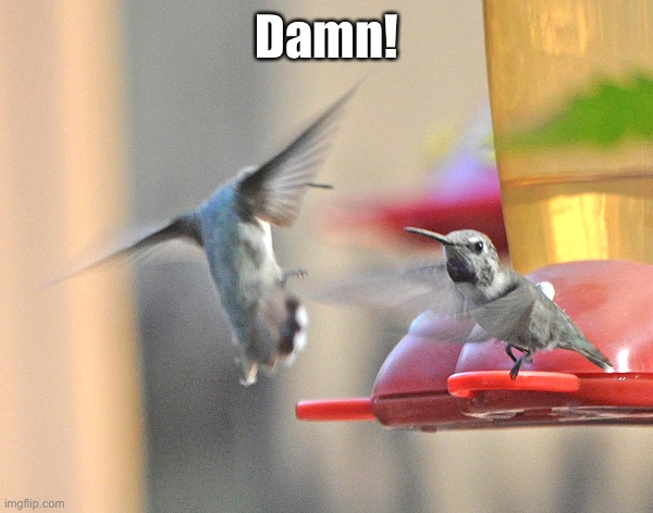 Hummingbird | Damn! | image tagged in hummingbird | made w/ Imgflip meme maker