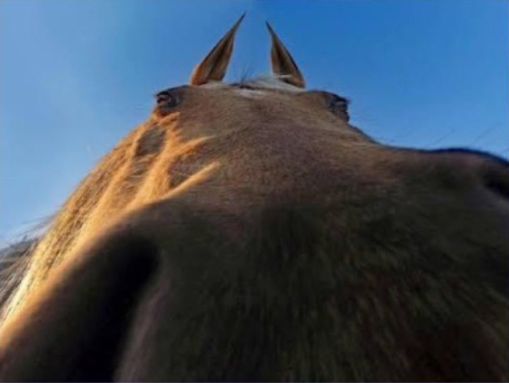 Are you a grass Blank Meme Template