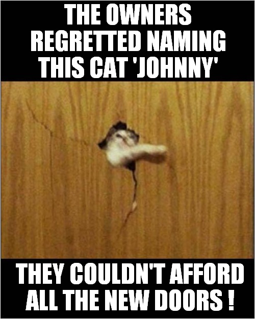 This Cat Is A Fan Of 'The Shining' | THE OWNERS REGRETTED NAMING THIS CAT 'JOHNNY'; THEY COULDN'T AFFORD ALL THE NEW DOORS ! | image tagged in cats,the shining,heres johnny,doors | made w/ Imgflip meme maker