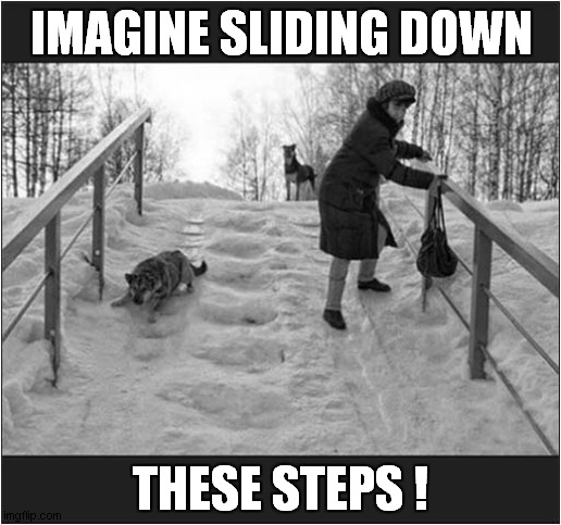 Too Hot For Dogs In UK Heatwave ? | IMAGINE SLIDING DOWN; THESE STEPS ! | image tagged in dogs,heatwave,imagination,frozen,steps | made w/ Imgflip meme maker