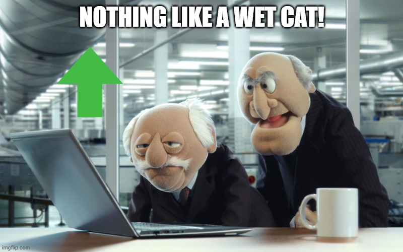 NOTHING LIKE A WET CAT! | image tagged in muppets | made w/ Imgflip meme maker