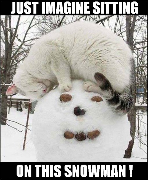 Too Hot For Cats In UK Heatwave ? | JUST IMAGINE SITTING; ON THIS SNOWMAN ! | image tagged in cats,heatwave,imagination,snowman | made w/ Imgflip meme maker