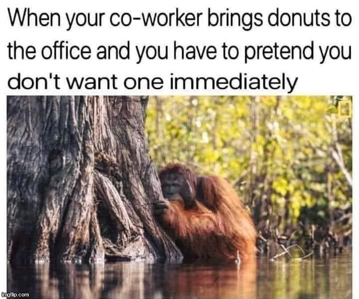 Don't appear to be too eager | image tagged in donuts,working | made w/ Imgflip meme maker
