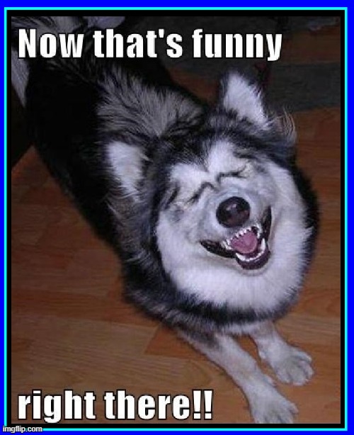 image tagged in vince vance,dogs,memes,dog laughing,dog smiling,funny | made w/ Imgflip meme maker