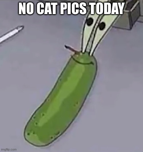 Pickle Krabs | NO CAT PICS TODAY | image tagged in pickle krabs | made w/ Imgflip meme maker