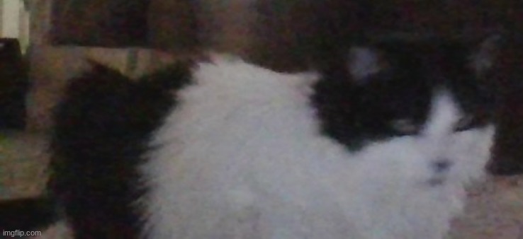 riggity roo ahh cat part 2: electric boogaloo | image tagged in riggity roo ahh cat part 2 electric boogaloo | made w/ Imgflip meme maker