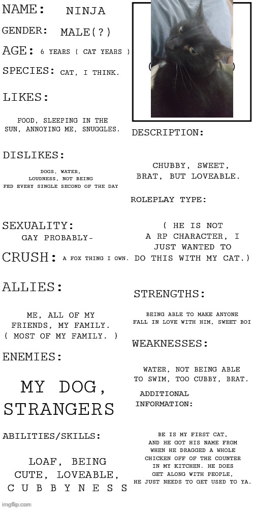 My cats profile,  lol- | NINJA; MALE(?); 6 YEARS ( CAT YEARS ); CAT, I THINK. FOOD, SLEEPING IN THE SUN, ANNOYING ME, SNUGGLES. DOGS, WATER, LOUDNESS, NOT BEING FED EVERY SINGLE SECOND OF THE DAY; CHUBBY, SWEET, BRAT, BUT LOVEABLE. ( HE IS NOT A RP CHARACTER, I JUST WANTED TO DO THIS WITH MY CAT.); GAY PROBABLY-; A FOX THING I OWN. BEING ABLE TO MAKE ANYONE FALL IN LOVE WITH HIM, SWEET BOI; ME, ALL OF MY FRIENDS, MY FAMILY. ( MOST OF MY FAMILY. ); WATER, NOT BEING ABLE TO SWIM, TOO CUBBY, BRAT. MY DOG, STRANGERS; BE IS MY FIRST CAT, AND HE GOT HIS NAME FROM WHEN HE DRAGGED A WHOLE CHICKEN OFF OF THE COUNTER IN MY KITCHEN. HE DOES GET ALONG WITH PEOPLE, HE JUST NEEDS TO GET USED TO YA. LOAF, BEING CUTE, LOVEABLE, C U B B Y N E S S | image tagged in updated roleplay oc showcase | made w/ Imgflip meme maker