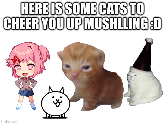 Blank White Template | HERE IS SOME CATS TO CHEER YOU UP MUSHLLING :D | image tagged in blank white template | made w/ Imgflip meme maker