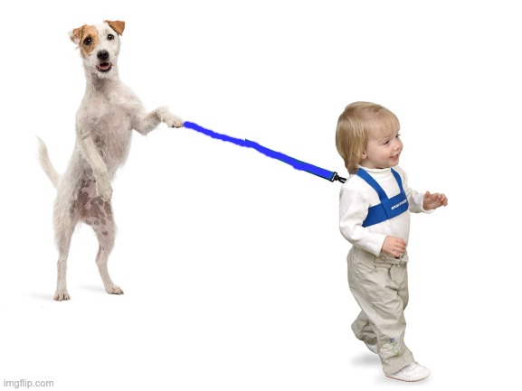 Blank White Template | image tagged in blank white template,dog,toddler,walk,leash | made w/ Imgflip meme maker