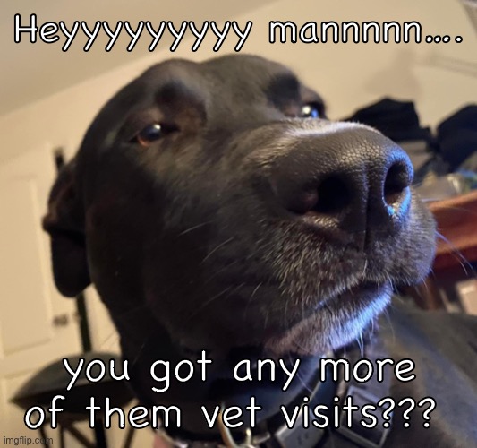 Sleepy Dog |  Heyyyyyyyyy mannnnn…. you got any more of them vet visits??? | image tagged in funny memes,dog,funny dog,veterinarian,fun,funny | made w/ Imgflip meme maker