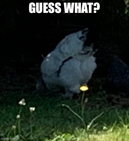 I’m bad at making memes | GUESS WHAT? CHICKEN BUTT | made w/ Imgflip meme maker