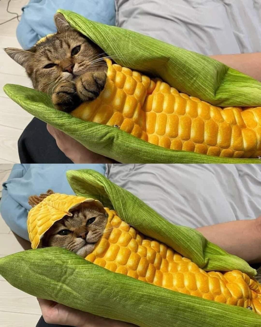 corn cat Blank Meme Template