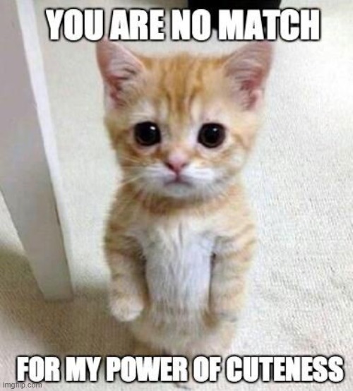 Power of Cuteness | image tagged in cuteness,cute kitten,kitty | made w/ Imgflip meme maker