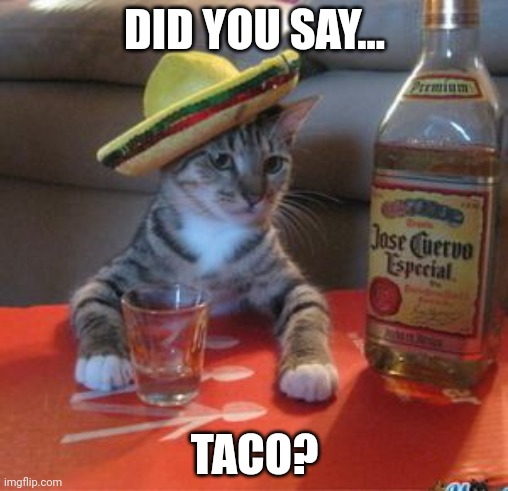 Mexican Cat | DID YOU SAY... TACO? | image tagged in mexican cat | made w/ Imgflip meme maker
