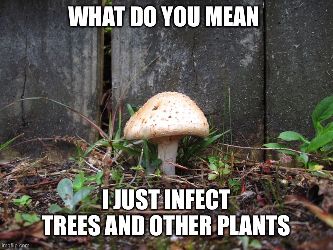 mushroom | WHAT DO YOU MEAN I JUST INFECT TREES AND OTHER PLANTS | image tagged in mushroom | made w/ Imgflip meme maker