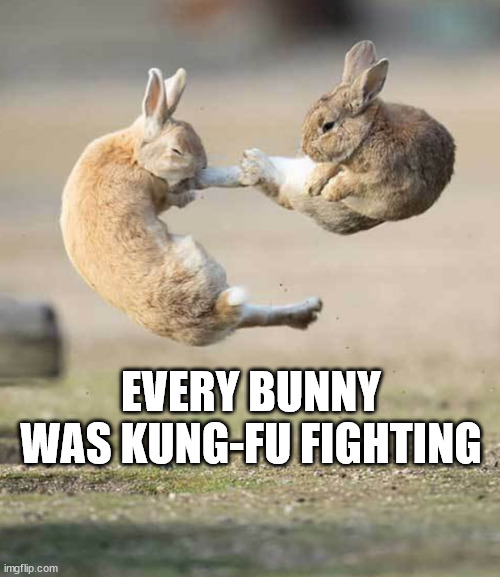 They were fast as lightning | EVERY BUNNY WAS KUNG-FU FIGHTING | image tagged in bunny,kung fu | made w/ Imgflip meme maker