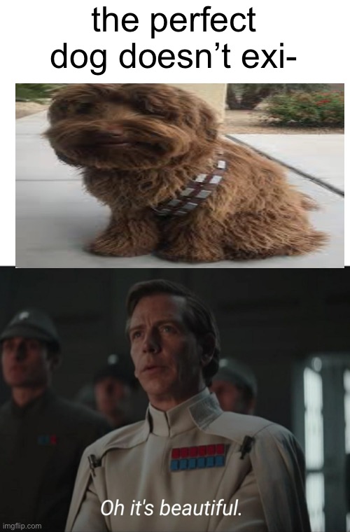 Wow | the perfect dog doesn’t exi- | image tagged in oh it's beautiful,memes,funny,star wars | made w/ Imgflip meme maker