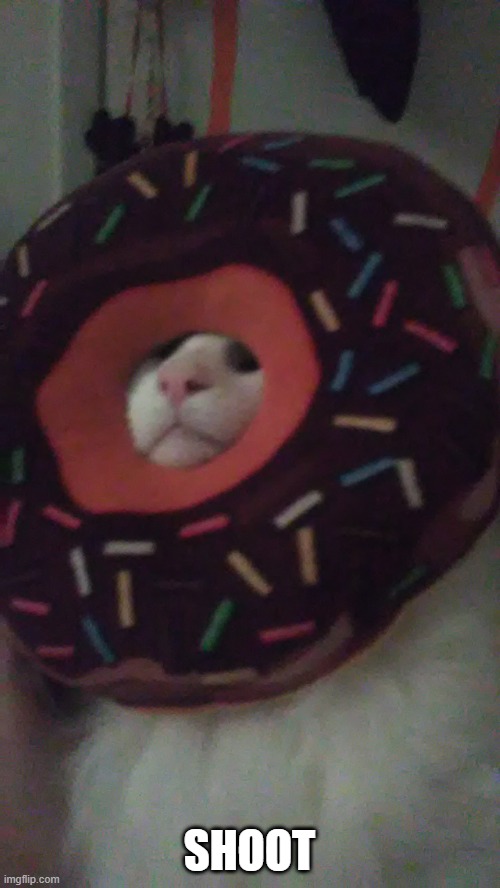 SHOOT | image tagged in donut cat | made w/ Imgflip meme maker
