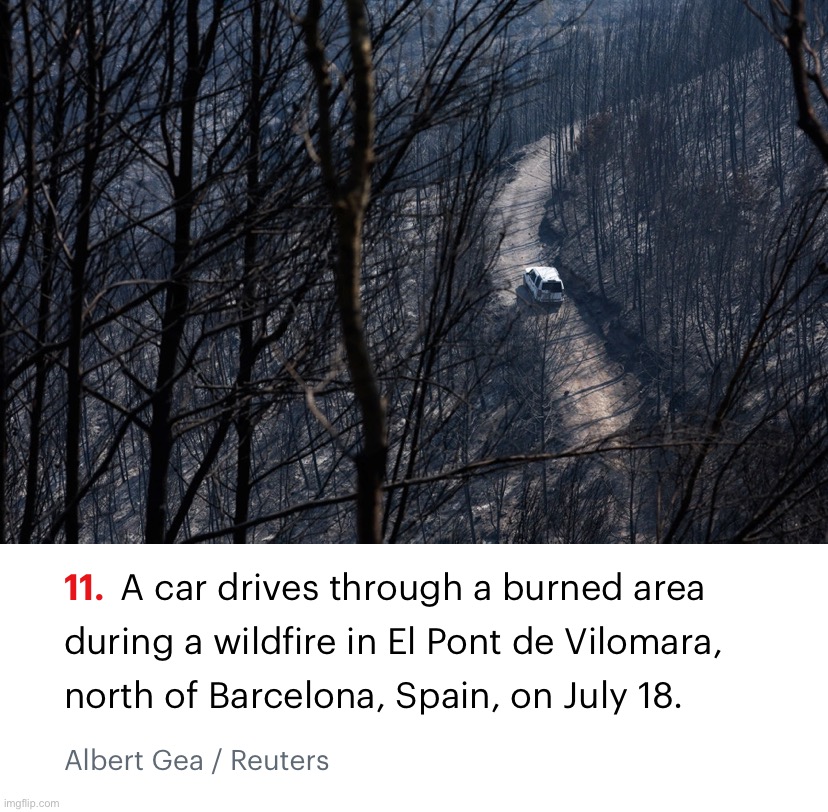These trees failed to evolve fire-resistance. Rookie mistake. I don’t know why we should save forests that won’t save themselves | image tagged in forest fire in spain | made w/ Imgflip meme maker