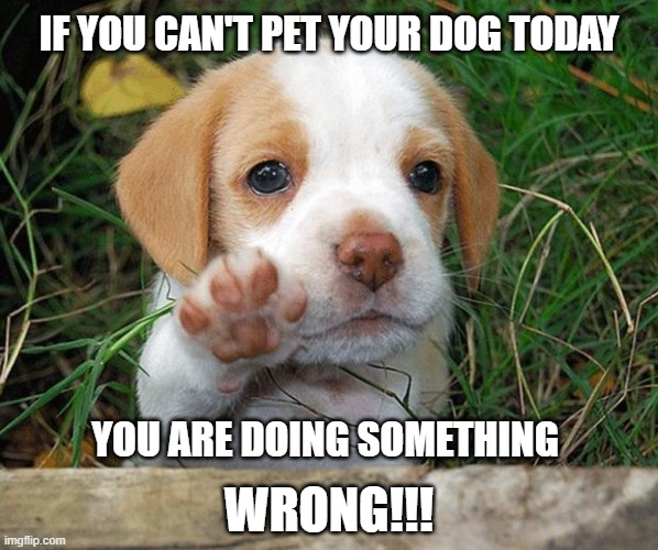 DOG DAY | IF YOU CAN'T PET YOUR DOG TODAY; YOU ARE DOING SOMETHING; WRONG!!! | image tagged in dog puppy bye | made w/ Imgflip meme maker