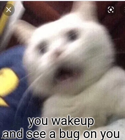 Opps | you wakeup and see a bug on you | image tagged in funny memes | made w/ Imgflip meme maker