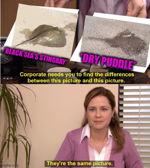 -Water animal. | *BLACK SEA'S STINGRAY*; *DRY PUDDLE* | image tagged in memes,they're the same picture,black,sea,animal rescue,dry | made w/ Imgflip meme maker