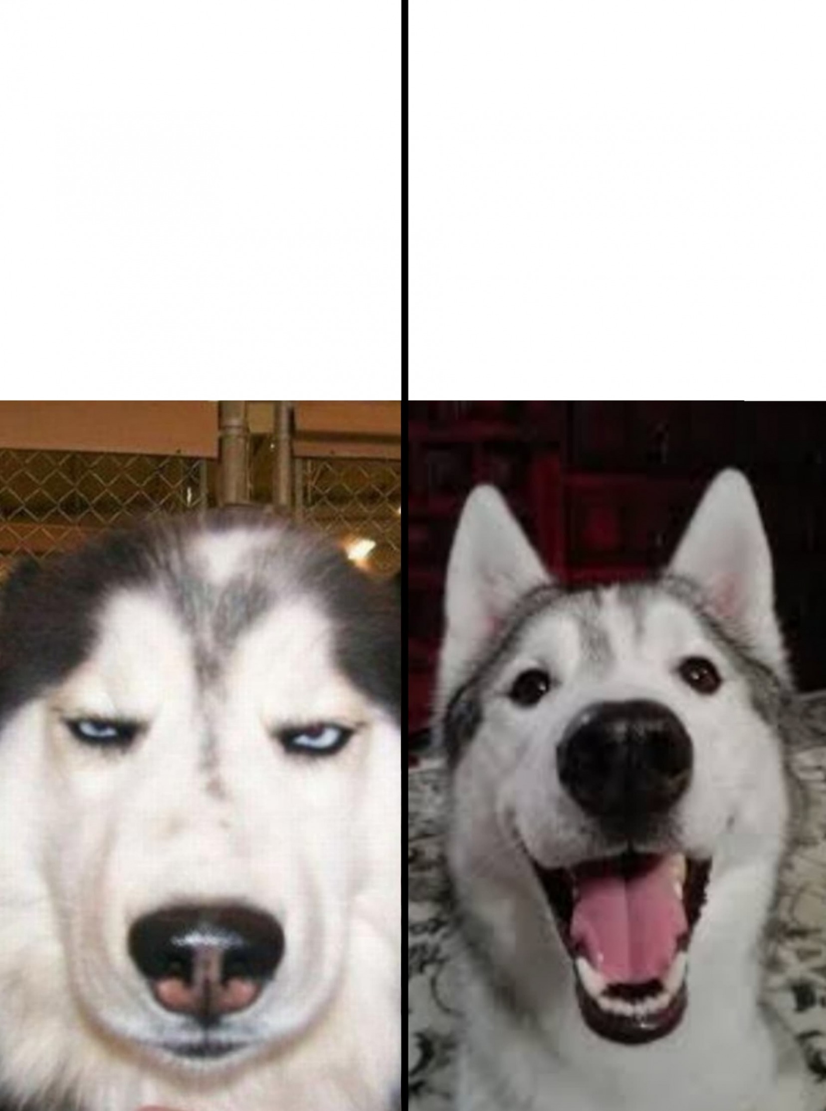 serious vs happy husky Blank Meme Template