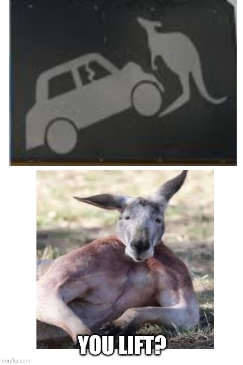 YOU LIFT? | image tagged in blank white template | made w/ Imgflip meme maker