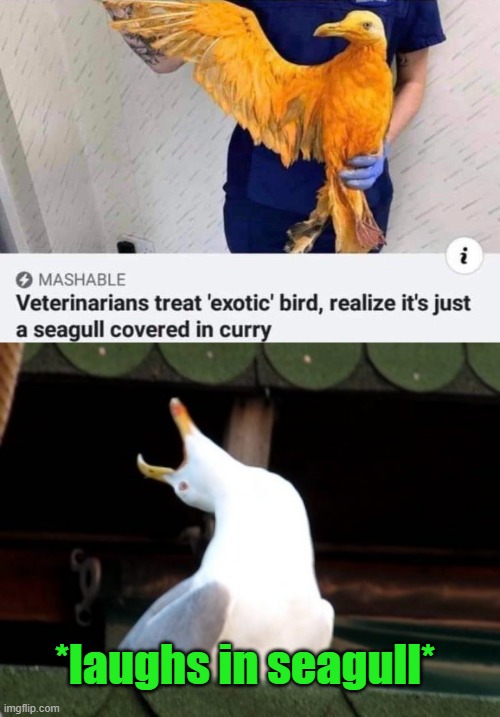 "Exotic bird" they said | *laughs in seagull* | image tagged in seagull,screaming seagull | made w/ Imgflip meme maker