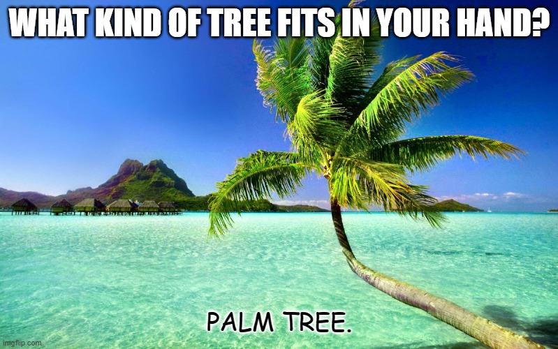 Daily Bad Dad Joke July 19 2022 | WHAT KIND OF TREE FITS IN YOUR HAND? PALM TREE. | image tagged in palm tree | made w/ Imgflip meme maker