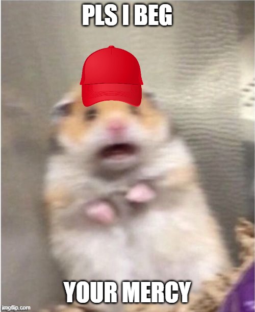 Scared Hamster | PLS I BEG YOUR MERCY | image tagged in scared hamster | made w/ Imgflip meme maker