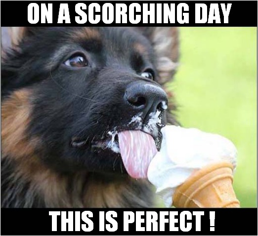 A Hot Dog ! | ON A SCORCHING DAY; THIS IS PERFECT ! | image tagged in dogs,heatwave,icecream,perfect | made w/ Imgflip meme maker