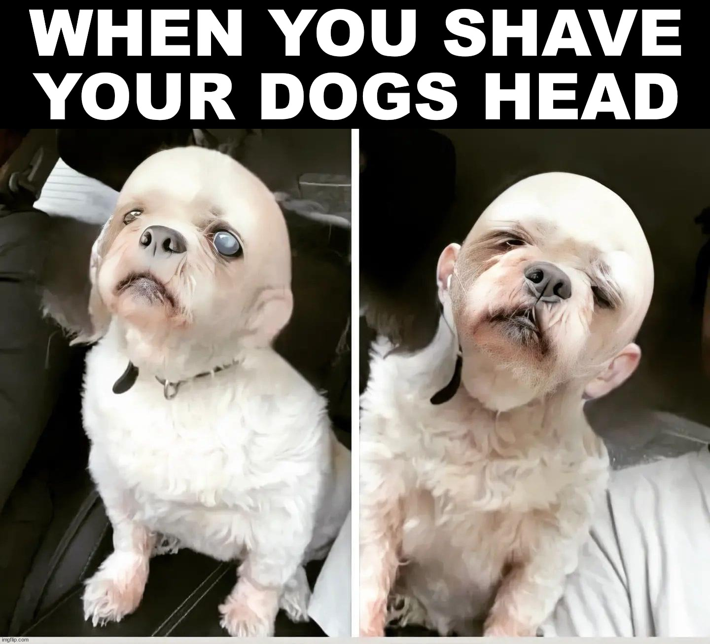 WHEN YOU SHAVE YOUR DOGS HEAD | image tagged in cursed image | made w/ Imgflip meme maker