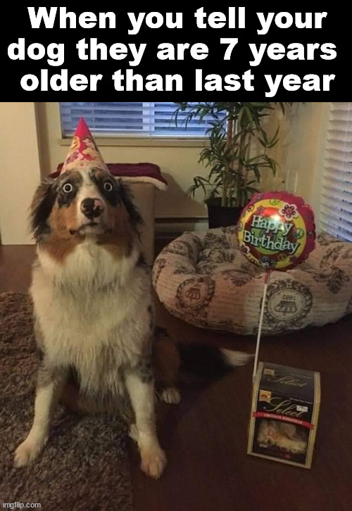 When you tell your dog they are 7 years 
older than last year | image tagged in dogs | made w/ Imgflip meme maker