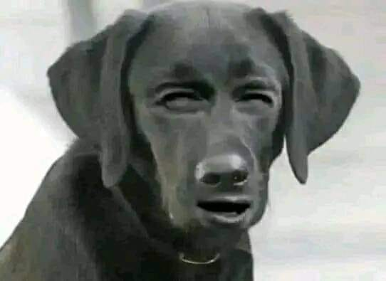 wtf dog Blank Meme Template