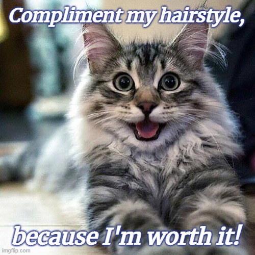 Proud, happy cat | Compliment my hairstyle, because I'm worth it! | image tagged in harmless what,natural,cute cat,cat,furry,pets | made w/ Imgflip meme maker