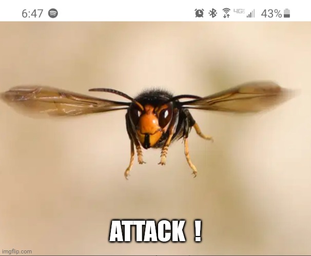 Murder hornet | ATTACK  ! | image tagged in murder hornet | made w/ Imgflip meme maker