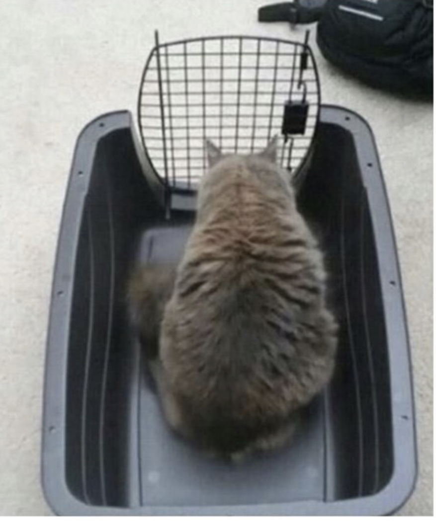 Cat open carrier Blank Meme Template