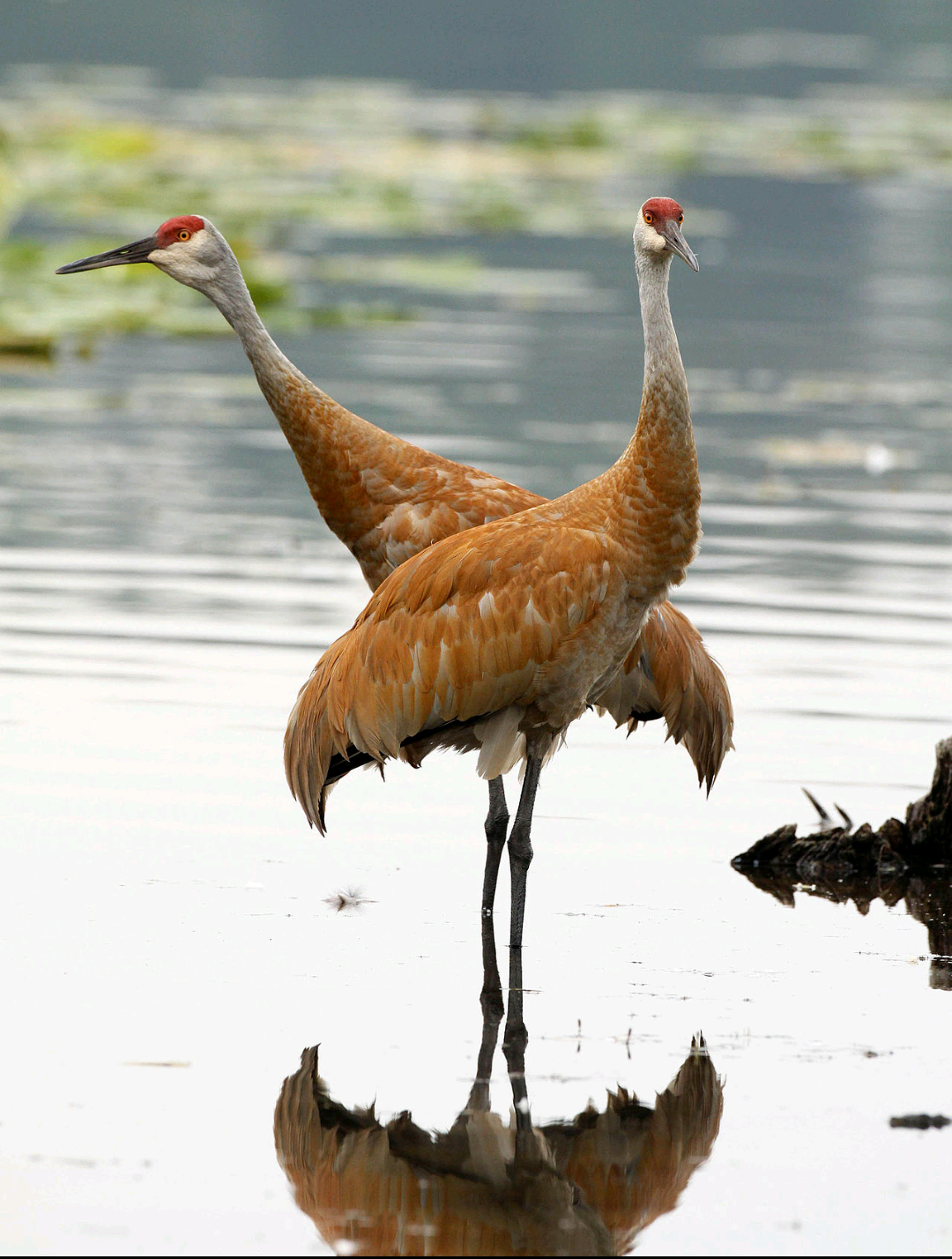 I stand with you, cranes. Blank Meme Template