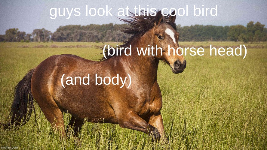 anything could be a bird | guys look at this cool bird; (bird with horse head); (and body) | image tagged in can't argue with that / technically not wrong,fun | made w/ Imgflip meme maker