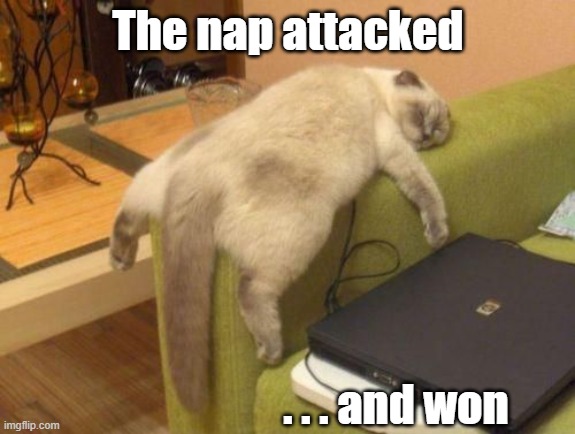 This is a zero minded | The nap attacked; . . . and won | image tagged in cat sleeping,meme | made w/ Imgflip meme maker