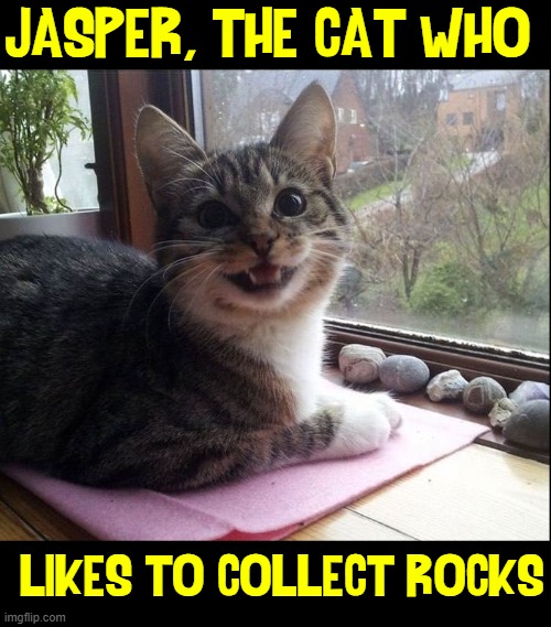If you wanna think out of the box... be like | JASPER, THE CAT WHO; LIKES TO COLLECT ROCKS | image tagged in vince vance,funny cat memes,rocks,collector,i love cats,cats | made w/ Imgflip meme maker