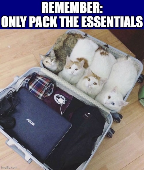 You get to the hotel room & open your suitcase and... |  REMEMBER:
ONLY PACK THE ESSENTIALS | image tagged in vince vance,suitcase,cats,funny cat memes,meow,i love cats | made w/ Imgflip meme maker