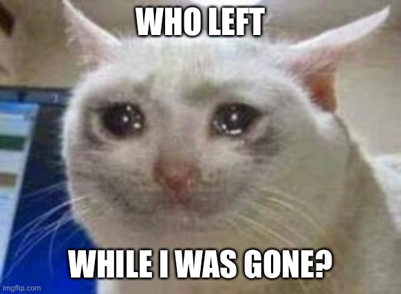 Sad cat | WHO LEFT; WHILE I WAS GONE? | image tagged in sad cat | made w/ Imgflip meme maker